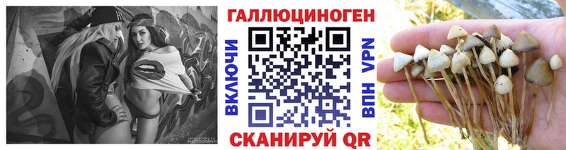 Галлюциногенные грибы Psilocybe Закаменск